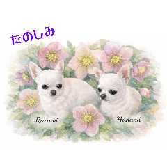 Rarami_20260116190214