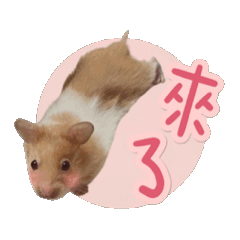 我屬鼠鼠