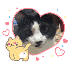 hachi_20260116225946