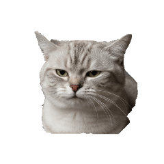 suisuisuu_20260117101809