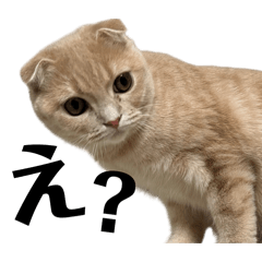 miya_20260116235721