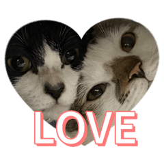 芝麻口味的布丁