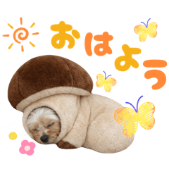 vivi_20260117055837