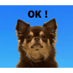 chottan_20260117084321