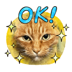 cat house_20260117085628