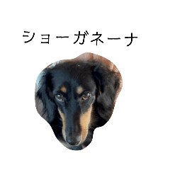 honobono_20260117095356