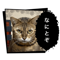 Musha_20260117105503