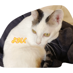 koara_20260117102304