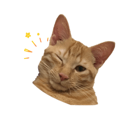 redtabby_