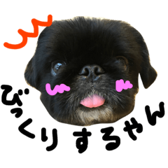 Pekinese2