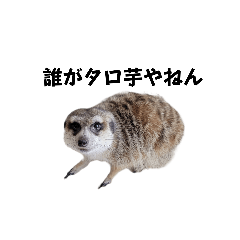 rinmama_20260117160101