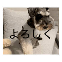 wahaha_20260117164434