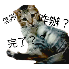 貓兒1