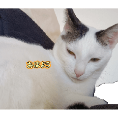 koara_20260117174508