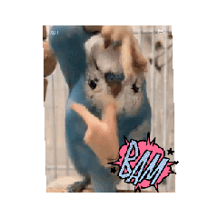 インコのラムネ！
