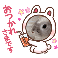 sui31_20260117163721