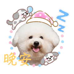 大哥比熊狗寶寶