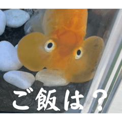 sui31_20260117165151