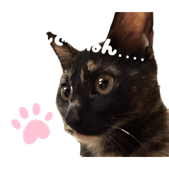 ankoromochi_20260117182136