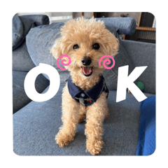 Yucchan_20260117182149