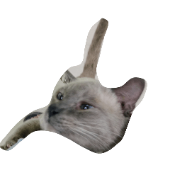 GORN_20260117143138