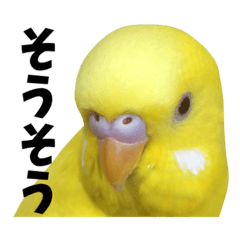 Birdie pee-chan 2