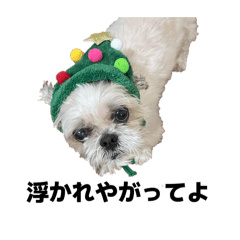 ricecake push_20260117213406