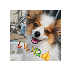 seopets_20260117225534