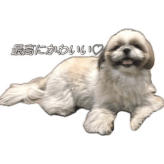 ie._.suki_20260117225531