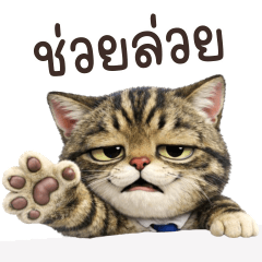 Ai lai Tabby Cat Tease