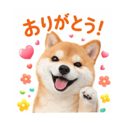 momo_20260118095328