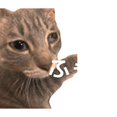 kokage_20260116024806