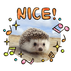 刺蝟日常生活瑣事