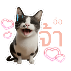 บ้านนี้มีแมวหลายตัว