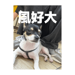 我叫炭吉讓你炭ㄉㄨㄚˇ吉