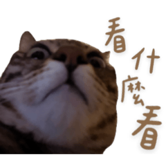 卯卯卯卯卯咪