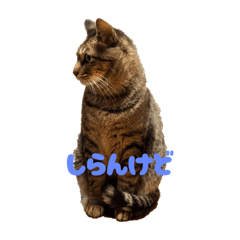 Runta_20260118091311