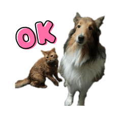 sskk_20260117205308