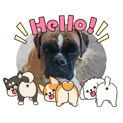 ボクサー犬の可愛い梅子ちゃんスタンプ