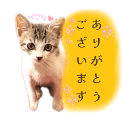 nyapi_20260118013859