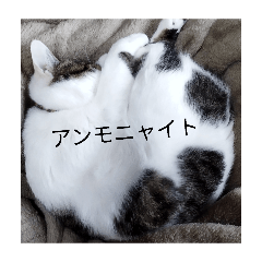 tikuwa_20260118023318