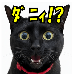 Hilarious Black Cat JP