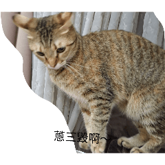 我家貓貓2