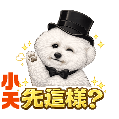 小夭娘-比熊先這樣