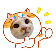 Pudding the cute cat