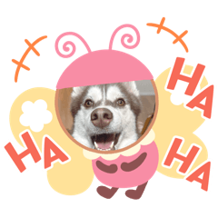 SAKURA_20260118142143