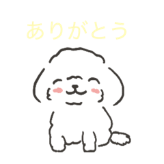 Toy poodle @K