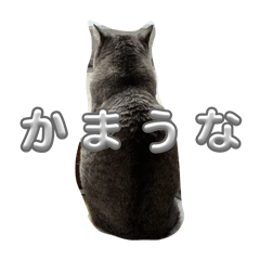 うちの　ねこ　と　うさぎ2
