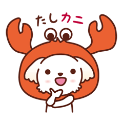 Momo the Maltese_Everyday puns