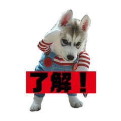 sadawo_20260118185014